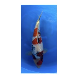 KINDAI GINRIN SHOWA YAGENJI