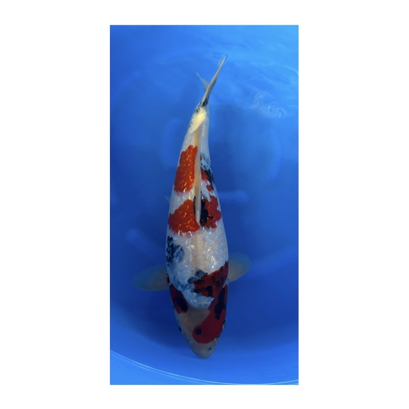 KINDAI GINRIN SHOWA YAGENJI