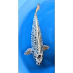 MUKASHI BIG SCALE YAMASAN