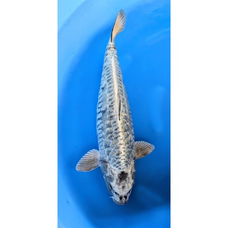 MUKASHI BIG SCALE YAMASAN