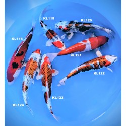 KUJAKU, GOSANKE YAMAMATSU