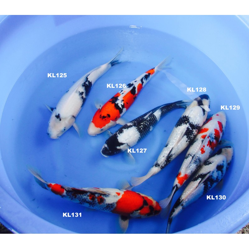 MIX SHIRO UTSURI, GOSANKE MIYA